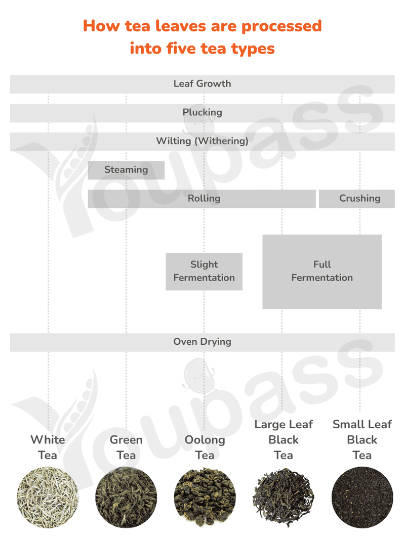 Five Tea Types Production Process - IELTS Writing Task 1 Five Tea Types Production Process - IELTS Writing Task 1